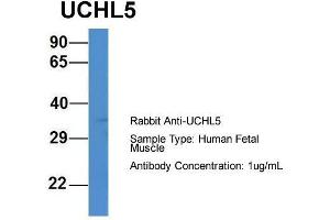 Host: Rabbit  Target Name: UCHL5  Sample Tissue: Human Fetal Muscle  Antibody Dilution: 1. (UCHL5 抗体  (C-Term))
