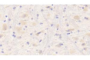 Detection of NRG1 in Mouse Cerebrum Tissue using Polyclonal Antibody to Neuregulin 1 (NRG1) (Neuregulin 1 抗体  (AA 54-163))