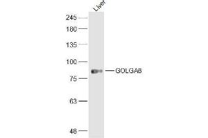 Mouse liver lysates probed with GOLGA6 Polyclonal Antibody, Unconjugated  at 1:300 dilution and 4˚C overnight incubation. (GOLGA6A 抗体  (AA 1-100))