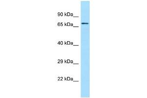 WB Suggested Anti-SGPL1 Antibody Titration: 1.