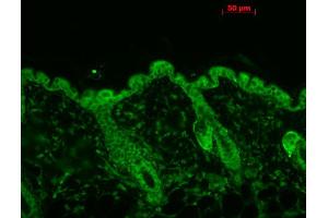 Immunohistochemistry analysis using Mouse Anti-Hsp90 Monoclonal Antibody, Clone 4F3. (HSP90 抗体  (FITC))
