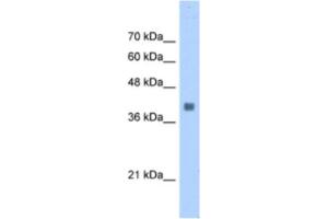 Western Blotting (WB) image for anti-Aldolase A, Fructose-Bisphosphate (ALDOA) antibody (ABIN2463134) (ALDOA 抗体)