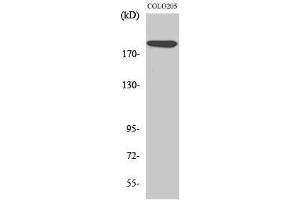 Western Blotting (WB) image for anti-Mediator Complex Subunit 1 (MED1) (Thr2647) antibody (ABIN3187328) (MED1 抗体  (Thr2647))