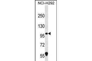 PION Antibody (C-term) (ABIN656412 and ABIN2845706) western blot analysis in NCI- cell line lysates (35 μg/lane). (GSAP 抗体  (C-Term))
