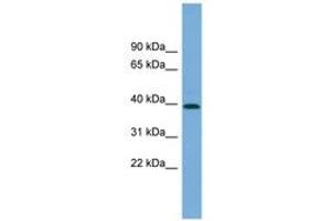 Image no. 1 for anti-Pleckstrin Homology Domain Containing, Family A (phosphoinositide Binding Specific) Member 1 (PLEKHA1) (AA 107-156) antibody (ABIN6744206) (PLEKHA1 抗体  (AA 107-156))