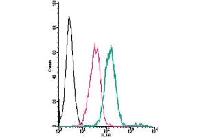Cell surface detection of GPR132 by direct flow cytometry in live intact human  monocytic leukemia cells: + Rabbit IgG isotype control-FITC. (G Protein-Coupled Receptor 132 抗体  (Extracellular) (FITC))