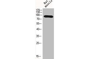 Western Blot analysis of RAT-MUSCLE cells using HIF-1β Polyclonal Antibody (ARNT 抗体  (N-Term))