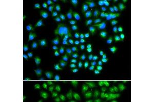 Immunofluorescence analysis of A549 cells using PRKACG Polyclonal Antibody (PRKACG 抗体)