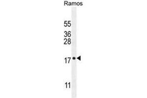C11orf53 Antibody (C-term) western blot analysis in Ramos cell line lysates (35µg/lane). (C11orf53 抗体  (C-Term))