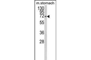 Western blot analysis of TCERG1L Antibody (Center) (ABIN652828 and ABIN2842540) in mouse stomach tissue lysates (35 μg/lane). (TCERG1L 抗体  (AA 392-421))