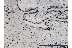Immunoperoxidase of monoclonal antibody to MED26 on formalin-fixed paraffin-embedded human placenta.
