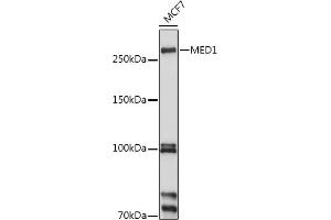 Western blot analysis of extracts of MCF7 cells, using MED1 antibody (ABIN3022447, ABIN3022448, ABIN3022449, ABIN1513196 and ABIN6218824) at 1:1000 dilution. (MED1 抗体  (AA 1-300))