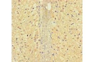 Immunohistochemistry of paraffin-embedded human adrenal gland tissue using ABIN7144378 at dilution of 1:100 (AP3M2 抗体  (AA 1-273))