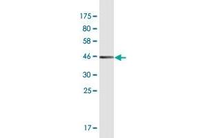 Western Blot detection against Immunogen (36. (PRR4 抗体  (AA 17-116))