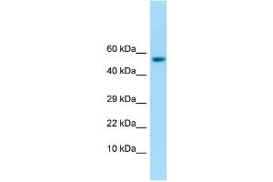 WB Suggested Anti-IFIT1 Antibody Titration: 1. (IFIT1 抗体  (C-Term))