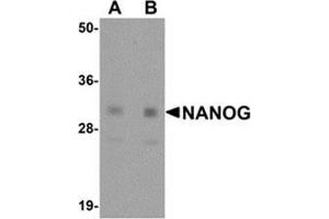 Western blot analysis of NANOG in human spleen tissue lysate with NANOG antibody at (A) 1 and (B) 2 μg/ml. (Nanog 抗体  (Center))