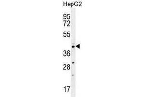 CCNI2 Antibody (Center) western blot analysis in HepG2 cell line lysates (35µg/lane). (CCNI2 抗体  (Middle Region))