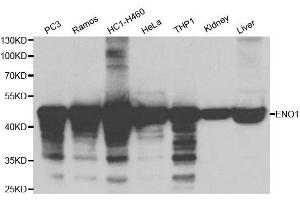 Western blot analysis of extracts of various cell lines, using ENO1 antibody. (ENO1 抗体  (AA 1-434))