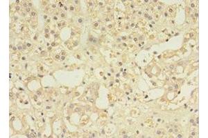 Immunohistochemistry of paraffin-embedded human adrenal gland tissue using ABIN7146032 at dilution of 1:100 (MYCBP 抗体  (AA 2-103))