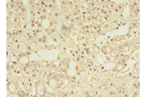 Immunohistochemistry of paraffin-embedded human adrenal gland tissue using ABIN7146032 at dilution of 1:100