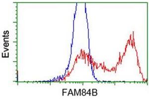HEK293T cells transfected with either RC207996 overexpress plasmid (Red) or empty vector control plasmid (Blue) were immunostained by anti-FAM84B antibody (ABIN2453034), and then analyzed by flow cytometry. (FAM84B 抗体)