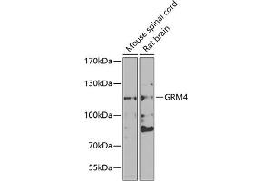 Western blot analysis of extracts of various cell lines, using GRM4 antibody (ABIN6128231, ABIN6141425, ABIN6141426 and ABIN6223112) at 1:1000 dilution. (Metabotropic Glutamate Receptor 4 抗体  (AA 33-290))