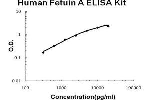Human Fetuin A PicoKine ELISA Kit standard curve (Fetuin A ELISA 试剂盒)