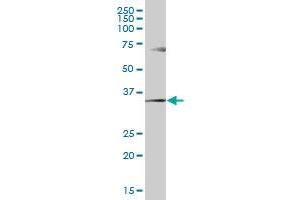 GGPS1 MaxPab polyclonal antibody. (GGPS1 抗体  (AA 1-300))
