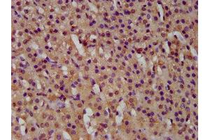 IHC image of ABIN7154578 diluted at 1:500 and staining in paraffin-embedded human adrenal gland tissue performed on a Leica BondTM system. (GTPBP1 抗体  (AA 562-669))