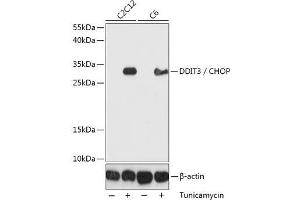 Western blot analysis of extracts of various cell lines using DDIT3 / CHOP Polyclonal Antibody at dilution of 1:1000. (DDIT3 抗体)
