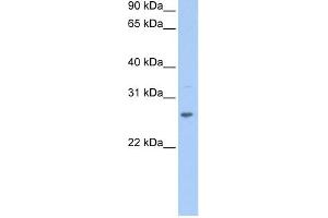 CRISP1 antibody used at 1 ug/ml to detect target protein. (CRISP1 抗体  (N-Term))