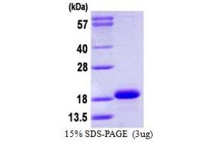 CYB5A Protein (AA 1-108) (His tag)