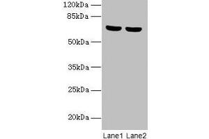 Western blot All lanes: SYTL3 antibody at 5 μg/mL Lane 1: A549 whole cell lysate Lane 2: THP-1 whole cell lysate Secondary Goat polyclonal to rabbit IgG at 1/10000 dilution Predicted band size: 69, 61 kDa Observed band size: 69 kDa (SYTL3 抗体  (AA 1-300))