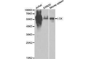 Western blot analysis of extracts of various cell lines, using LCK antibody (ABIN5971204) at 1/1000 dilution. (LCK 抗体)