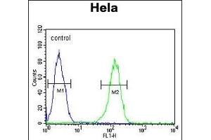 TME Antibody (N-term) (ABIN654026 and ABIN2843945) flow cytometric analysis of Hela cells (right histogram) compared to a negative control cell (left histogram). (TMEM214 抗体  (N-Term))