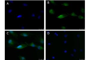 Immunofluorescence of Anti-ATF6 (RABBIT) Antibody Immunofluorescence Microscopy of Rabbit anti-ATF6 antibody. (ATF6 抗体  (N-Term))