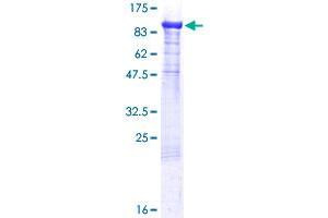 SCG2 Protein (AA 1-617) (GST tag)