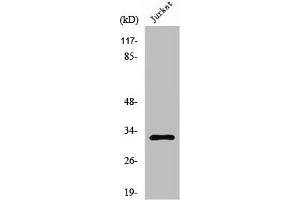 Western Blot analysis of K562 cells using Neuralized-2 Polyclonal Antibody (NEURL2 抗体  (Internal Region))