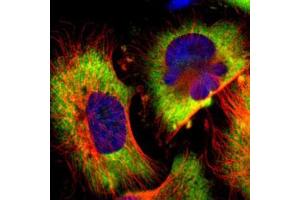 Immunofluorescent staining of U-251 MG with G3BP1 polyclonal antibody  (Green) shows positivity in cytoplasm.