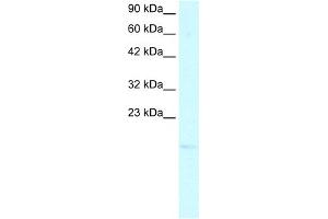 WB Suggested Anti-PC4 Antibody Titration:  2. (SUB1 抗体  (N-Term))