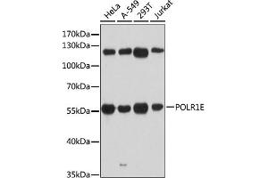 Western blot analysis of extracts of various cell lines, using POLR1E antibody (ABIN6131099, ABIN6145912, ABIN6145913 and ABIN6216434) at 1:3000 dilution. (POLR1E 抗体  (AA 1-419))