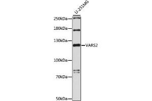 Western blot analysis of extracts of U-251MG cells, using V antibody (ABIN7271286) at 1:1000 dilution. (Valyl-tRNA Synthetase 2, Mitochondrial (VARS2) (AA 864-1063) 抗体)