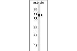 Western blot analysis in mouse brain tissue lysates (35ug/lane). (PXK 抗体  (AA 164-193))