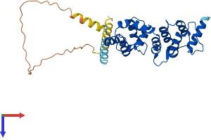 DCUN1D4 Protein (AA 1-292) (His tag)