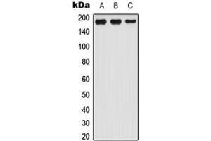 Western blot analysis of LTBP1 expression in HEK293T (A), Raw264. (LTBP1 抗体  (N-Term))