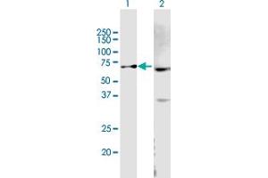 anti-ATP-Binding Cassette, Sub-Family B (MDR/TAP), Member 9 (ABCB9) (AA 1-596) antibody