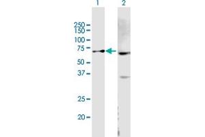 Western Blot analysis of ABCB9 expression in transfected 293T cell line by ABCB9 MaxPab polyclonal antibody.
