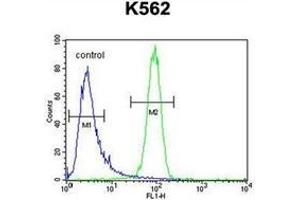 Flow cytometric analysis of K562 cells using MCHR1 / GPR24 Antibody (C-term) Cat. (MCHR1 抗体  (C-Term))