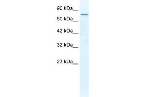 DDX23 antibody used at 1. (DDX23 抗体)