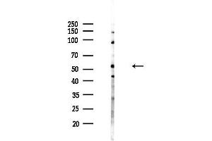 anti-Prenylcysteine Oxidase 1 (PCYOX1) (Internal Region) antibody